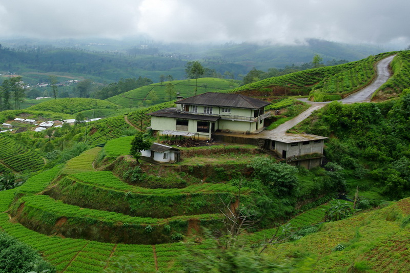 Sri Lanka, Tea plantations